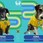 Exercício ilegal da Medicina Veterinária agora é crime: uma conquista para os animais, a saúde pública e a sociedade